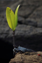 crabe
