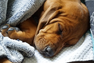 Sleeping Puppy, Redbone Coonhound