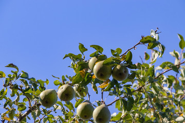 Harvest ripe tasty pears on a tree in the garden