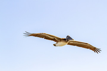 Brown Pelican