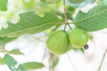 Fototapeta premium Two green guavas hanging on tree branch with bokeh background at home garden in Vietnam