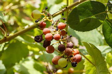 Bunch of rotten grapes on a vine in an orchard during summer