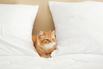Fototapeta na wymiar Cute Persian cat lying on bed at home