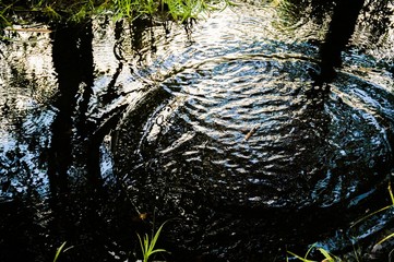 Water Ripples