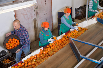 Obraz premium Employees preparing mandarins for packaging and storing