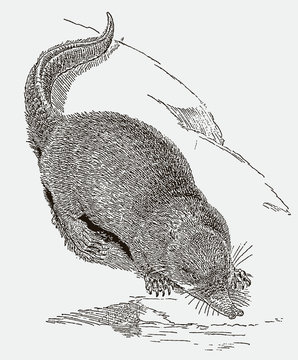 Endangered russian desman, desmana moschata lying on the bank of a pond. Illustration after an engraving from the 19th century