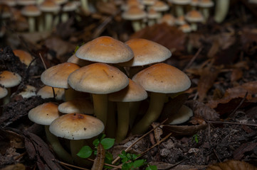 Hypholoma fasciculare, commonly known as the sulphur tuft, sulfur tuft or clustered woodlover, is a common woodland mushroom, often in evidence when hardly any other mushrooms are to be found.