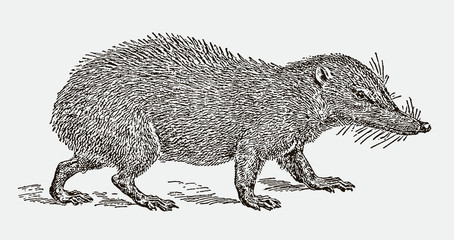 Tailless tenrec ecaudatus in side view. Illustration after an engraving from the 19th century