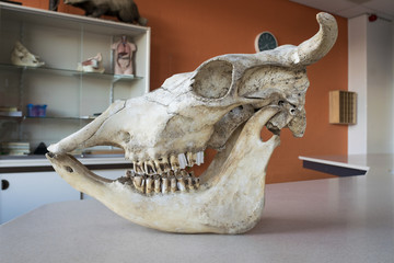 Skull of a cow, used in biology class