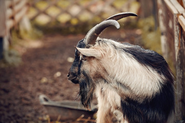Portrait of a goat of multicolored colour