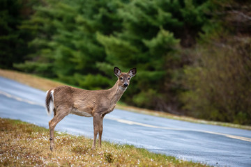 A Roe Deer in the wildlife of Nova Scotia Canada