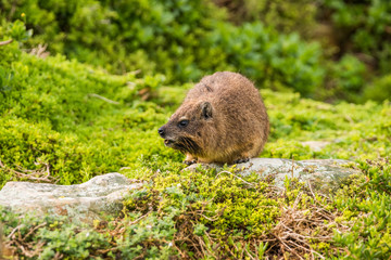 Rock hyrax, or rock badger (Procavia capensis) sitting on green grass background