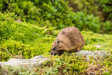 Rock hyrax, or rock badger (Procavia capensis) eating