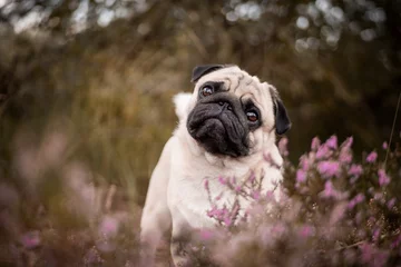 Mops im Garten © CFFotografie