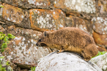Rock hyrax, or rock badger (Procavia capensis) sitting on the rocks