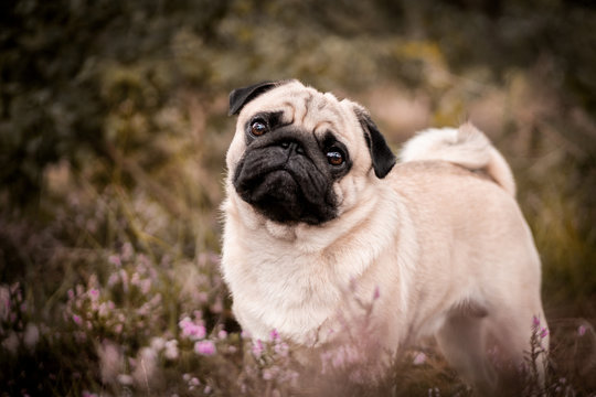 pug on the grass