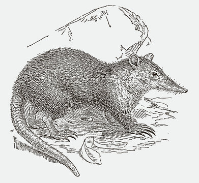 Endangered cuban solenodon or almiqui sitting on the ground. Illustration after an engraving from the 19th century