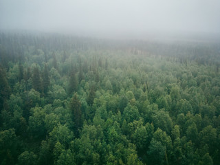 Green forest with mystical fog, dramatic mood. Aerial top view
