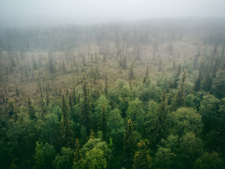 Green forest with mystical fog, dramatic mood. Aerial top view
