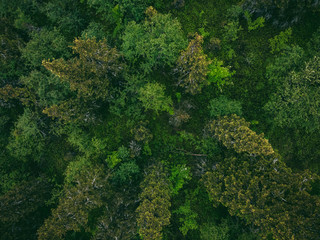 Naklejka premium Green forest with mystical fog, dramatic mood. Aerial top view