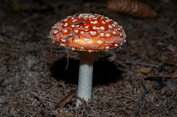 Amanita muscaria, commonly known as the fly agaric or fly amanita, is a basidiomycete of the genus Amanita. It is also a muscimol mushroom. Native throughout the of the Northern Hemisphere.