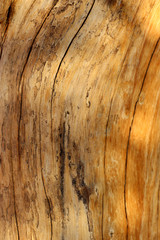 Fototapeta premium arbres