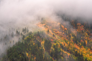 yellowing trees and green coniferous forest on the mountainside with clouds