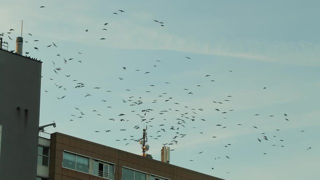 Flock of birds flying around a building, crows or jackdaws