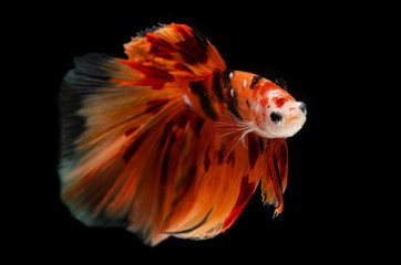 Fototapeta premium Fancy nemo betta or Siamese fighting fish.