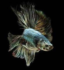 Fototapeta premium Emerald copper betta or Siamese fighting.