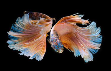 Fancy  betta or Siamese fighting fish.