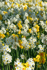 Fototapeta premium Field with yellow and white daffodils.
