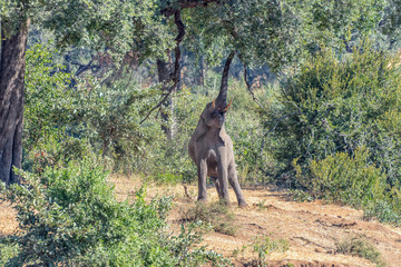 African elephant stretching to reach foilage of a large tree