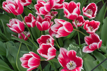 Tulips of red and white color on a sunny day. Tulips as a natural background. Top view of tulips.