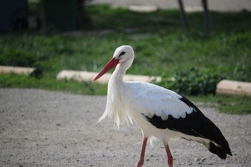 belle cigogne