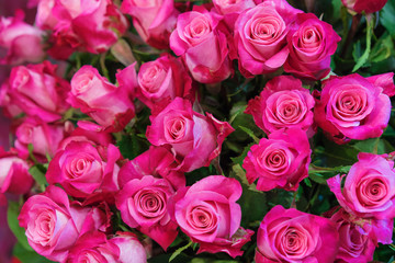 Red rose flower. Background.