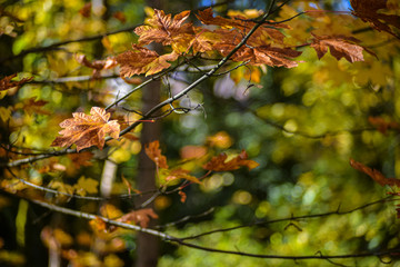 Fall Season Maple Leaf Hanging On Tree Branches Adding Orange, Red, and Yellow Autumn Color To The Pacific Northwest Forest, Washington, United States