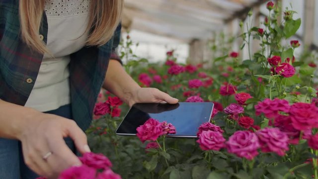 Modern rose farmers walk through the greenhouse with a plantation of flowers, touch the buds and touch the screen of the tablet