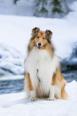 Long haired rough collie sitting, winter cold weather outside