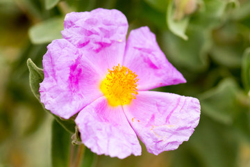 flower with macro in a lot of detail