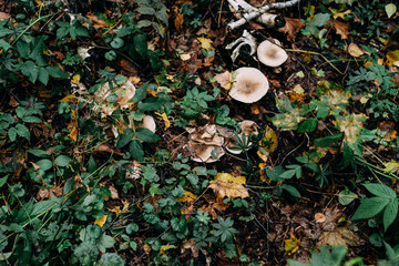 Clitocybe mushrooms in the autumn forest