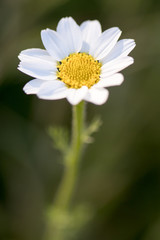 Obraz premium flower with macro in a lot of detail