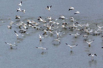 White Pelicans taking Flight