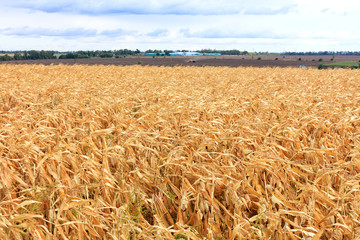 Bright yellow field of ripe corn against the background of a working agricultural tractor in the distance and blur and cloudy sky.