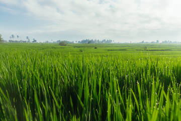 Green juicy grass close-up. Background of green young grass. Green grass background. Young growing rice