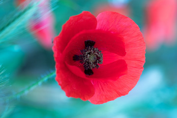 flower with macro in a lot of detail