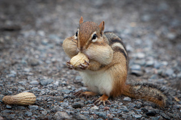 hungry chipmunk eating peanuts