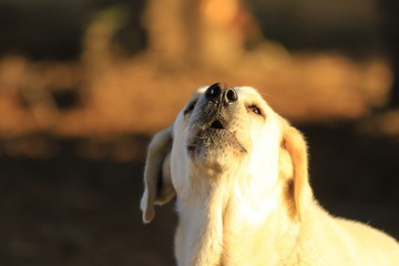 Jaulender Hund © Petra Eckerl