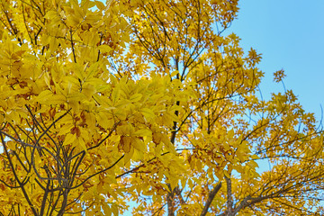 Autumn tree with golden leaves on the background of blue sky.