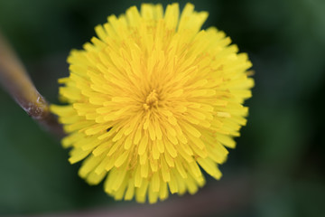 flower with macro in a lot of detail
